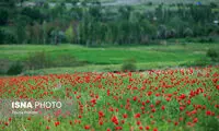 دشت گل‌های شقایق