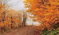 پاییز رویایی در گیلان