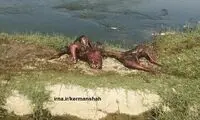 لاشه جنجالی، گرگ بود نه دایناسور