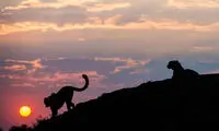 تصاویر: طلوع و غروب هم وحشی می شود