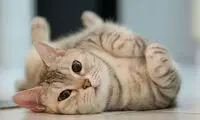 اگر به تصویر گربه‌ها نگاه کنید خوشحال می‌شوید
