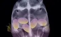 تصاویر گرفته شده از حیوانات باردار با اشعه ایکس