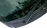 بارش بچه قورباغه از آسمان!!