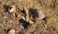 سودجویان شبانه درختان بلوط دنا را قطع می‌کنند