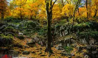 پاییز در جنگل گلستان