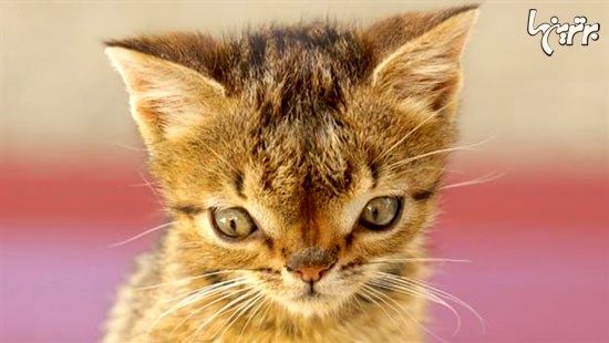 اولین گربه مبتلا به سندروم داون +عکس