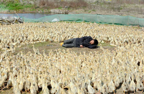 چینی ها در حسرت خواب +عکس