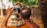 عکس: معبدی برای ببرها در تایلند
