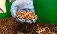 چیپس ملخ و همبرگر کرم در آینده صنایع غذایی