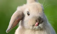 خرگوش های زبون دراز! +عکس