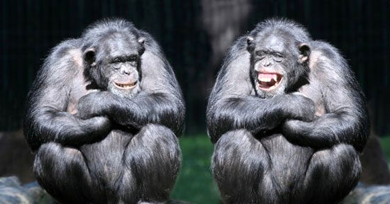 شامپانزه‌ها مانند انسان‌ها با هم حرف می‌زنند