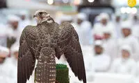 مسابقه انتخاب زیباترین شاهین‌ها