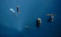 خواب نهنگ‌ها؛ عکس روز نشنال جئوگرافیک