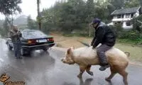 خوک سواری مرد خوشحال چینی! +عکس