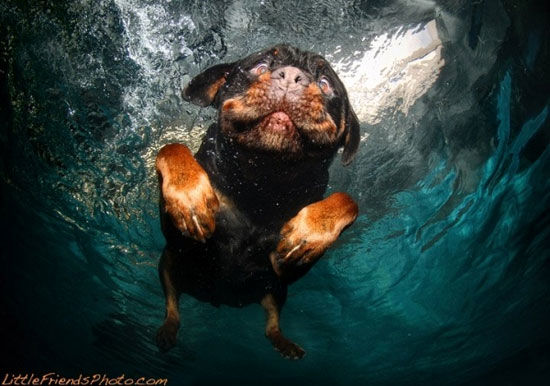 عکس: سگِ زیر آبی!