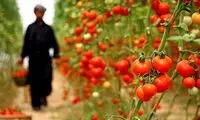 گوجه فرنگی؛ سوغات مرحوم معیرالممالک