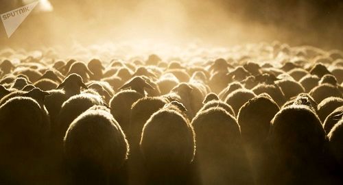 روسیه، گوسفند و بُز به ایران صادر خواهد کرد