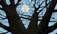 هنرنمایی پیرمرد ۹۷ ساله کم بینا با Paint