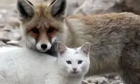 دوستی دیدنی یک گربه با توله گرگ!