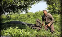عکس: برداشت برگ سبز چای در لاهیجان