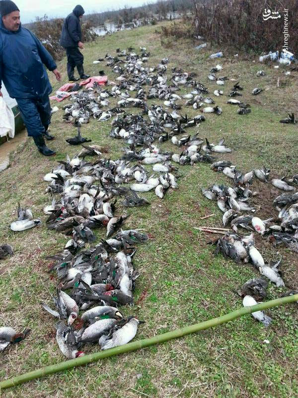 نابودی نسل پرنده‌های مهاجر توسط شکارچیان