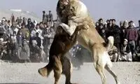 بازداشت ۱۷ نفر به اتهام حیوان‌آزاری در مشگین شهر