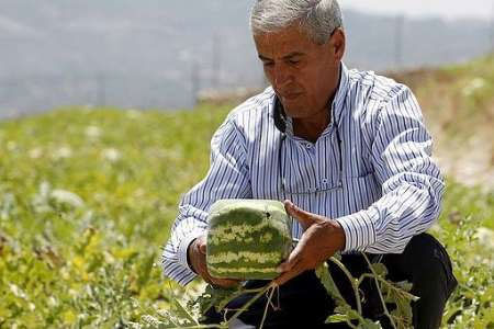 ابتکار کشاورز لبنانی در کشت هندوانه +عکس