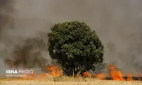 عکس: آتش سوزی مزارع گندم کوهدشت