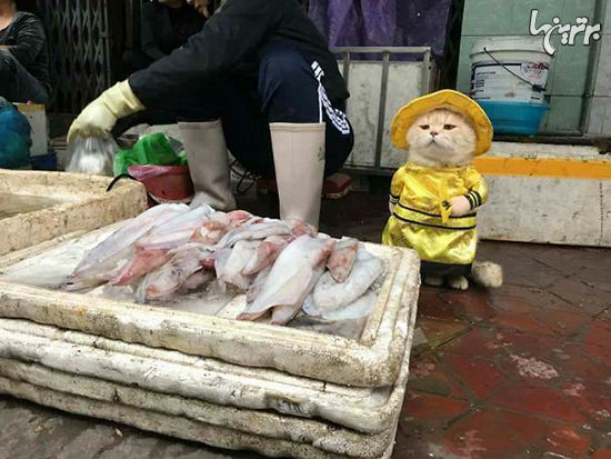داگ؛ بامزه‌ترین ماهی فروش دنیا