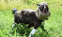 گرگ رباتیک از مزرعه ژاپنی‌ها محافظت می‌کند