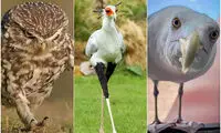 تصاویری خنده‌دار از پرندگانی که اعصاب ندارند