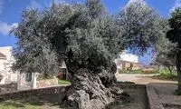 موجودی زنده از زمان سقوط امپراتوری روم!