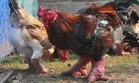 نژادی عجیب از مرغ و خروس های پاگنده!