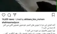 صمدپور:کجای دنیا با جوون‌هاشون این کارو میکنن؟