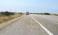 تصویری از ملخ‌ها بر روی جاده گناوه