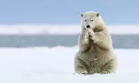 مسابقه عکاسی نشنال جئوگرافیک