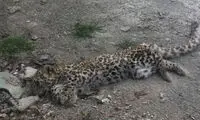 کشف لاشه یک پلنگ در الموت