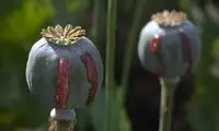 تریاک، عامل مهم ابتلا به ۷ سرطان است