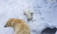 برف بازی بچه خرس قطبی با مادرش