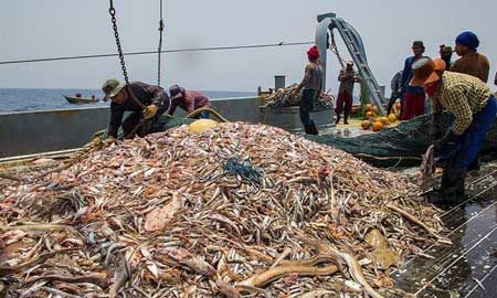 تکذیب صدور مجوز ماهیگیری برای صیادان چینی