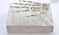 اسکلت های مرجانی!