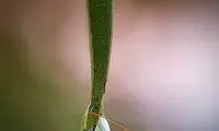 تصاویر باورنکردنی از مورچه‌ها و قطرات آب
