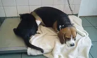 گربه‌ی پرستار! +عکس