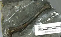کشف فسیل پرنده 90 میلیون ساله