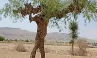 تصویری از یک درخت انسان‌نما که دو پا دارد!