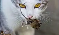 حمله باورنکردنی یک موش بزرگ به گربه شکارچی!