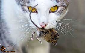 حمله باورنکردنی یک موش بزرگ به گربه شکارچی!