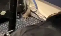 بچه موش، کاخ سفید را به‌هم ریخت