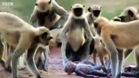 سوگواری میمون‌ها برای عروسکی که فکر می‌کنند مرده است!