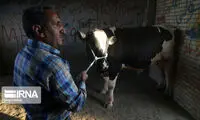 متوسط قیمت دام و حال و هوای بازار در آستانه عید